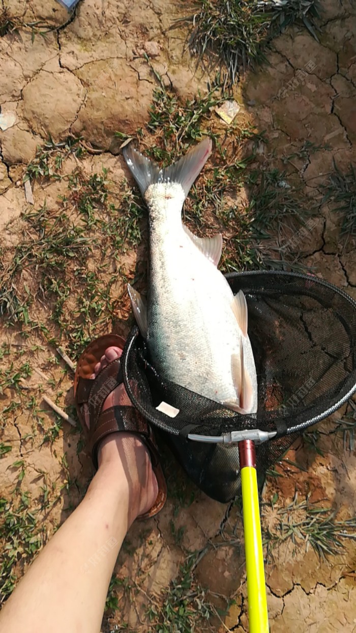 钓鲢鳙的杆子推荐，最佳时间是几月份？