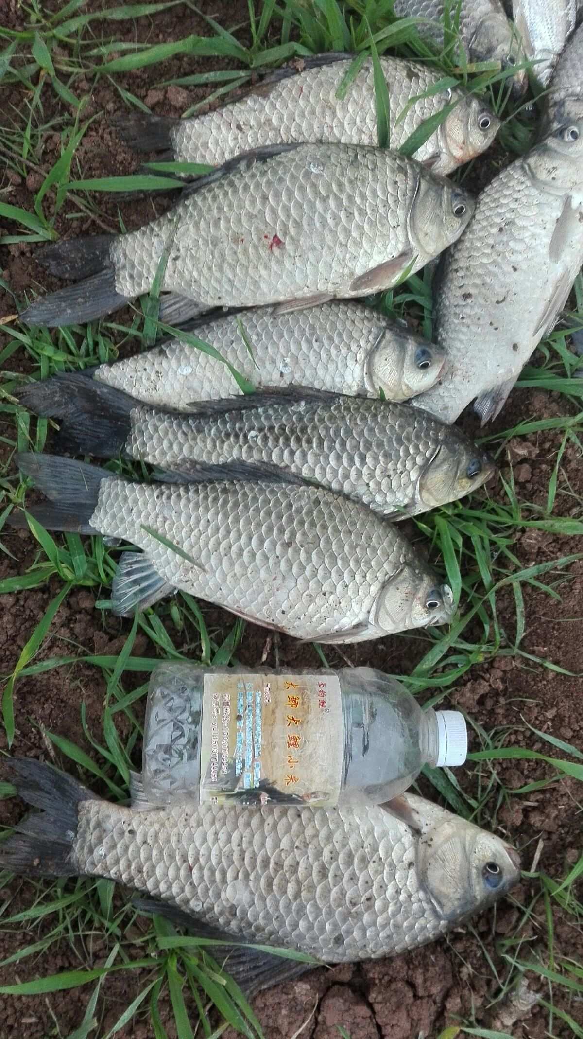 （钓鱼技巧）水库钓鲫鱼的饵料味型及技巧