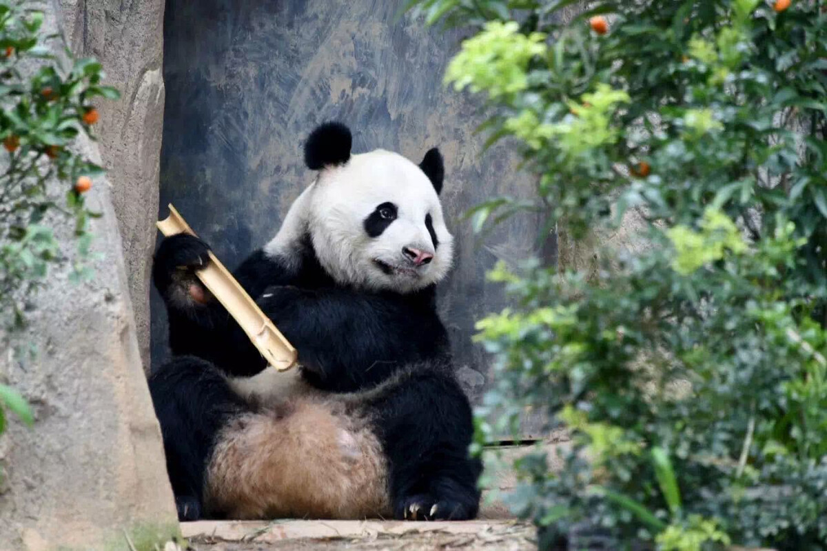 巨暹罗鲤 （懒人包）新加坡动物园系列有哪些主题园区？