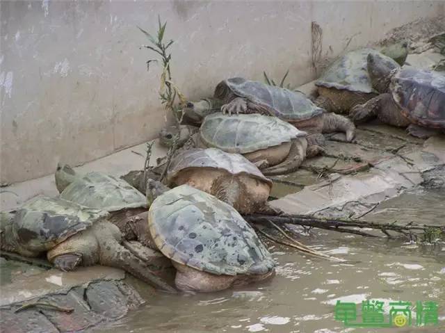 鳄鱼养殖场要怎么建造？营养价值可以与鲍鱼媲美
