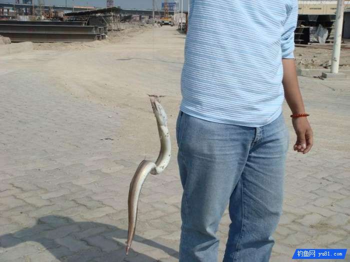 被钓上来的海鳗, 凶猛咬钩, 活像一头不甘就擒的猛兽