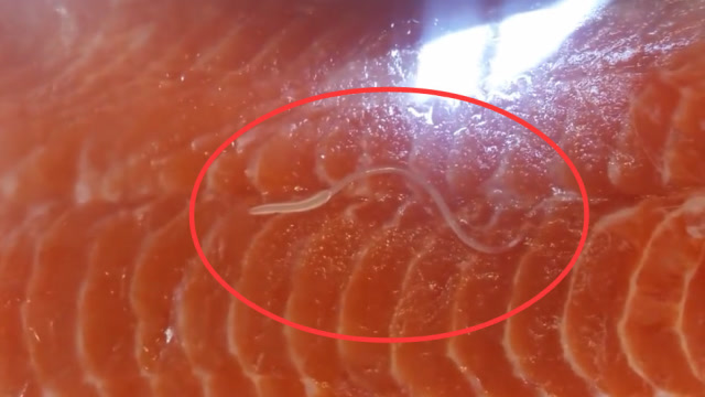生的三文鱼真的容易感染寄生虫吗？还能不能愉快的吃了~