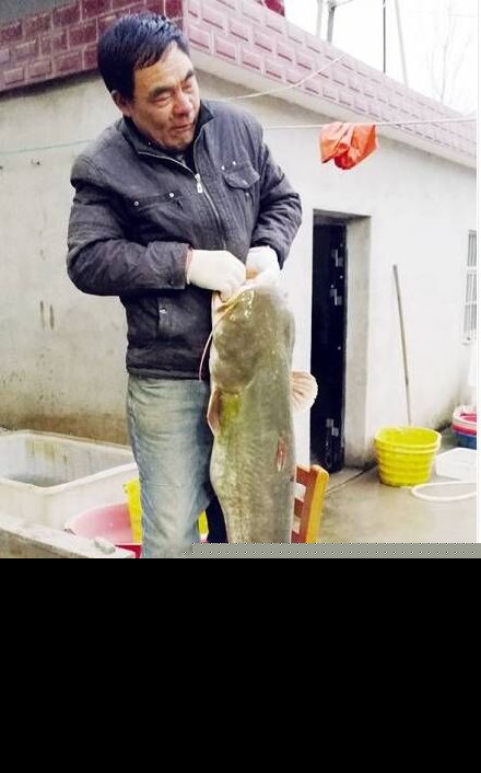 湖北一男子花20万买受伤鲶鱼，众人纷纷以为其精神出了问题
