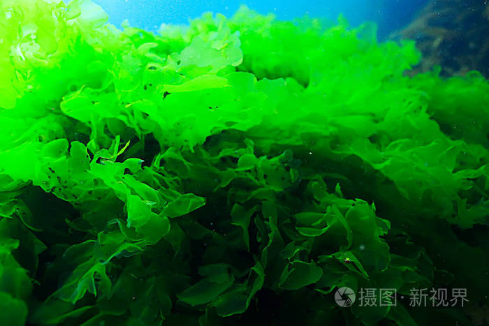 海里有哪些植物可以吃（食用海藻的种类）