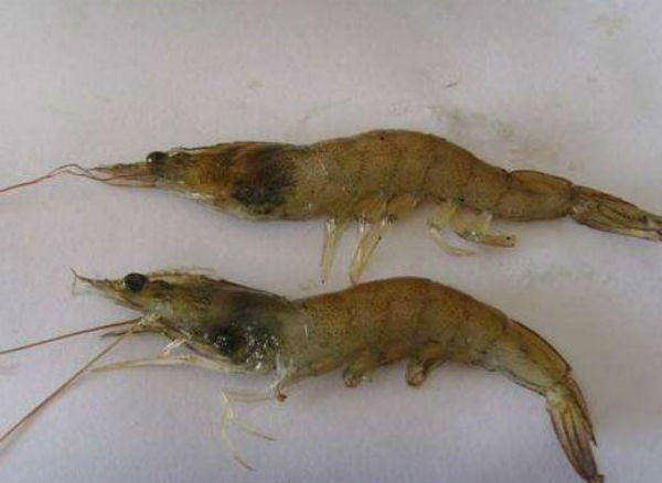 南美白对虾鳃病防治及预防措施