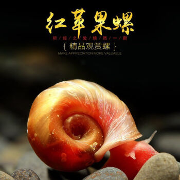 福寿螺到底能不能吃？到底是怎么回事？