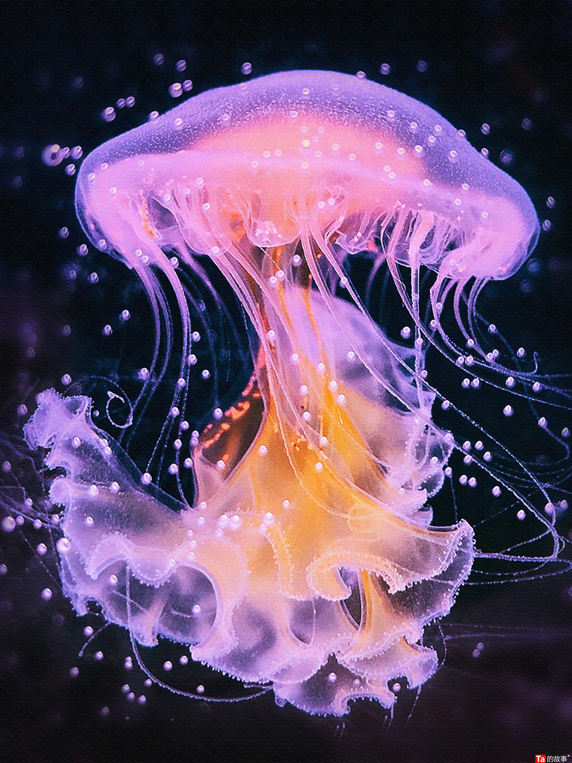 海蜇到底是不是水母？和水母有毒吗？