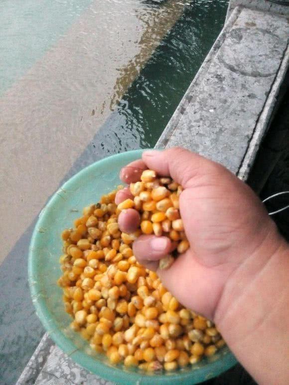 玉米饵的分类和用玉米钓鱼的技巧，你知道吗？