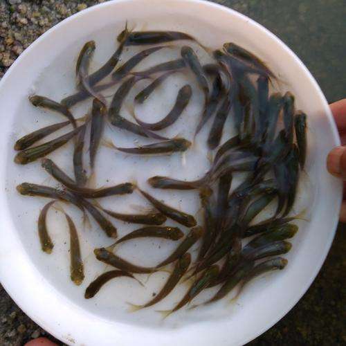 泥鳅的养殖技术有哪些？怎么消灭池塘的微生物
