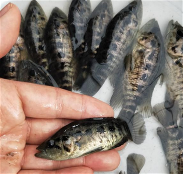 2019年石斑鱼海洋捕捞产量为9.74万吨，同比下降4.13%