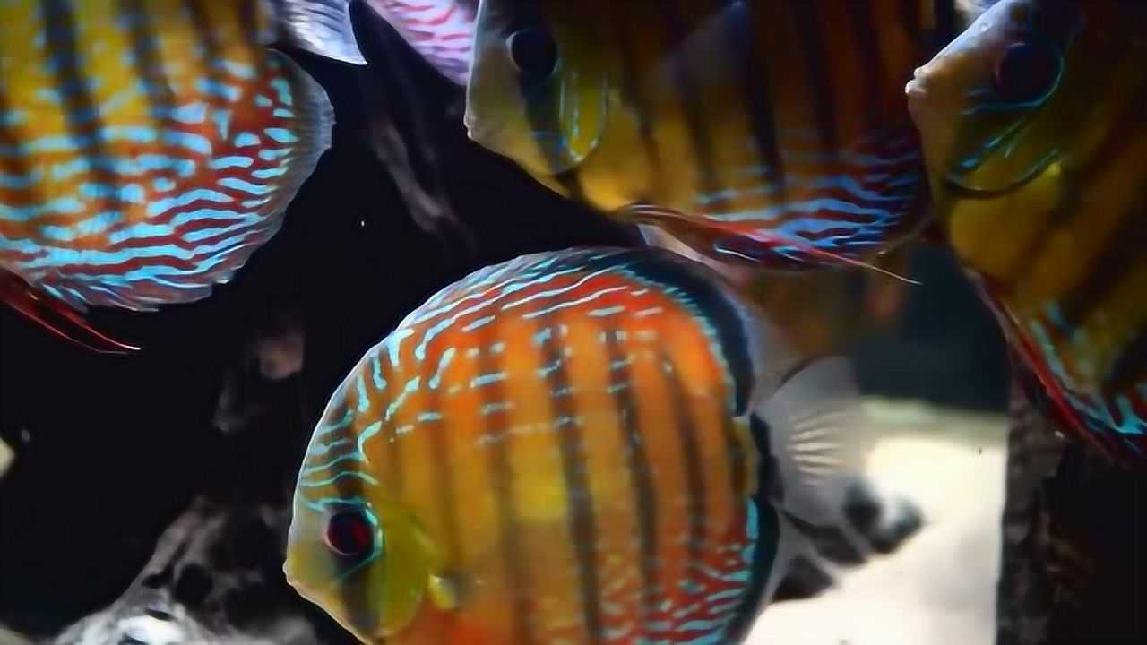 养七彩的水不能一成不变，要经常性的换水