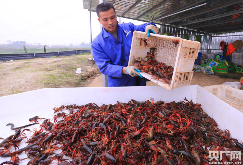 小龙虾养殖塘的水草总是烂倒一大片！