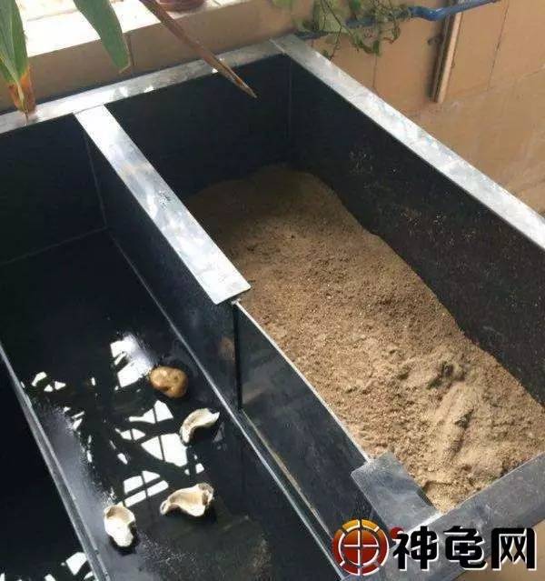 金钱龟养殖 屋内阳台和天台如何能让爱龟有个美美的家？