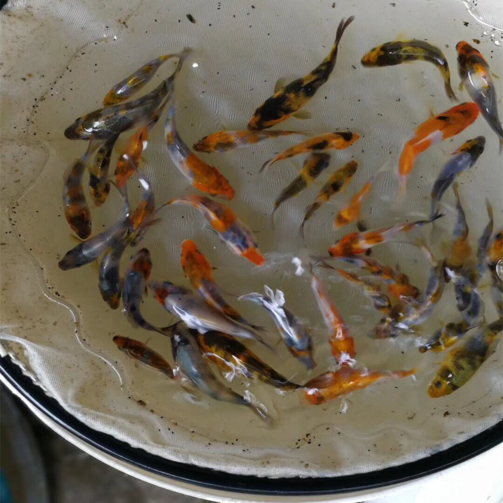 大正三色 山东｜鲁产在“县”助农”系列网络公益行动