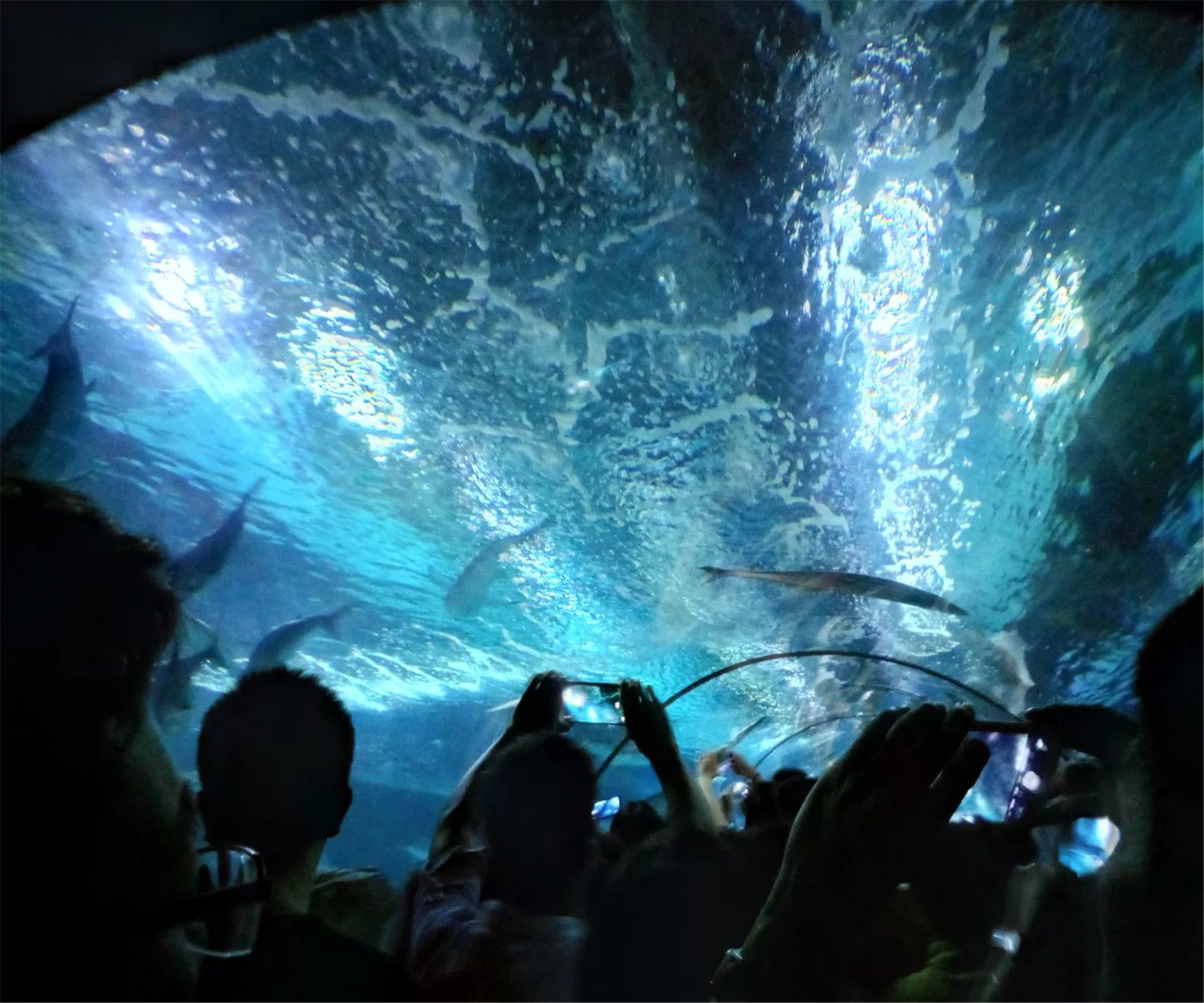 上海海洋水族馆“上海音像资料馆”馆藏历史视频资料