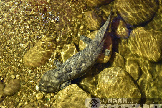 娃娃鱼在秦岭被疯狂捕捉30多年前的“水中活化石”