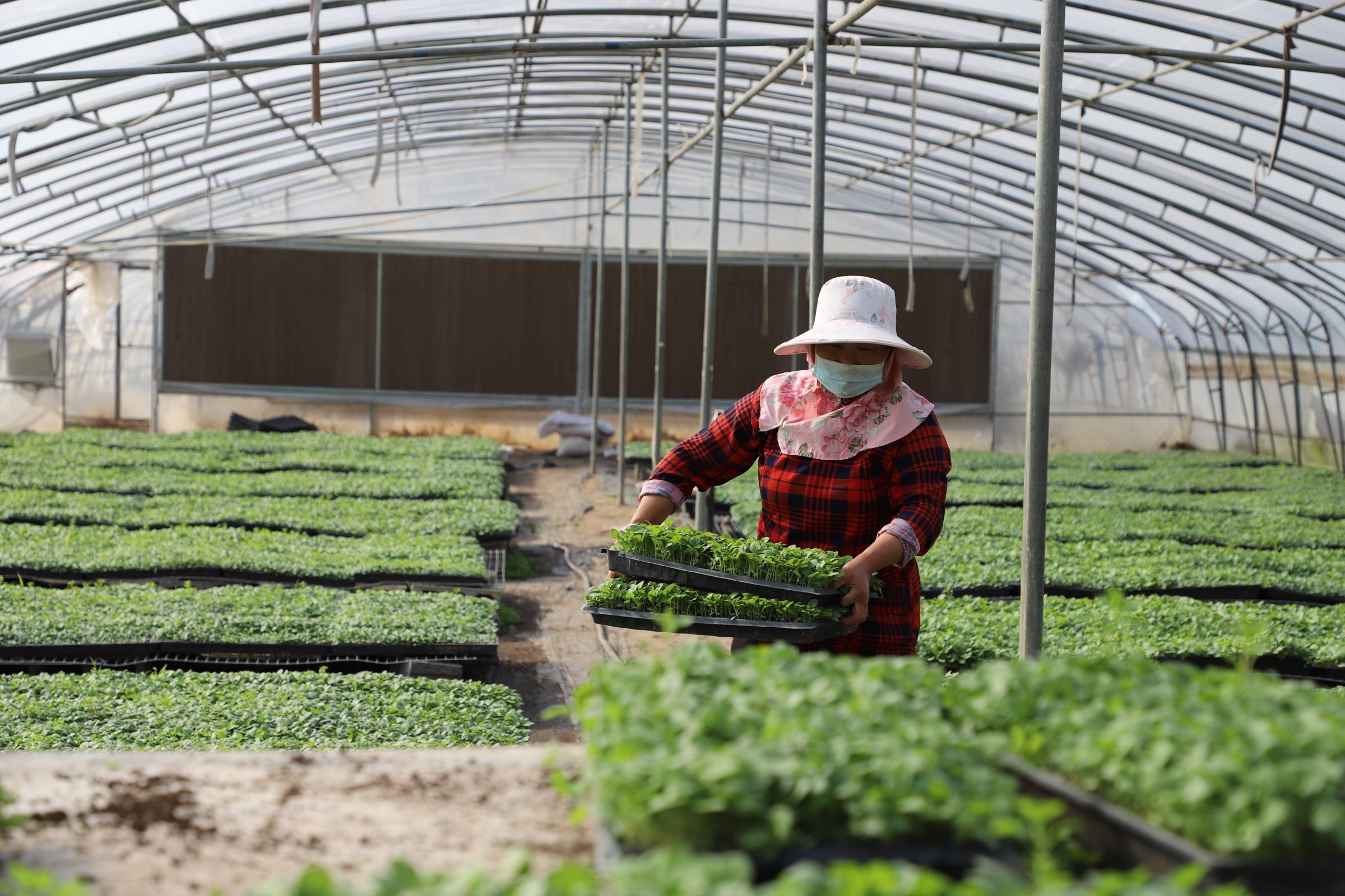 罗非鱼养殖 广州南沙：建预制菜进出口贸易示范区