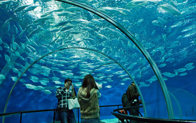 （分享到朋友圈或传送给朋友）上海海洋水族馆