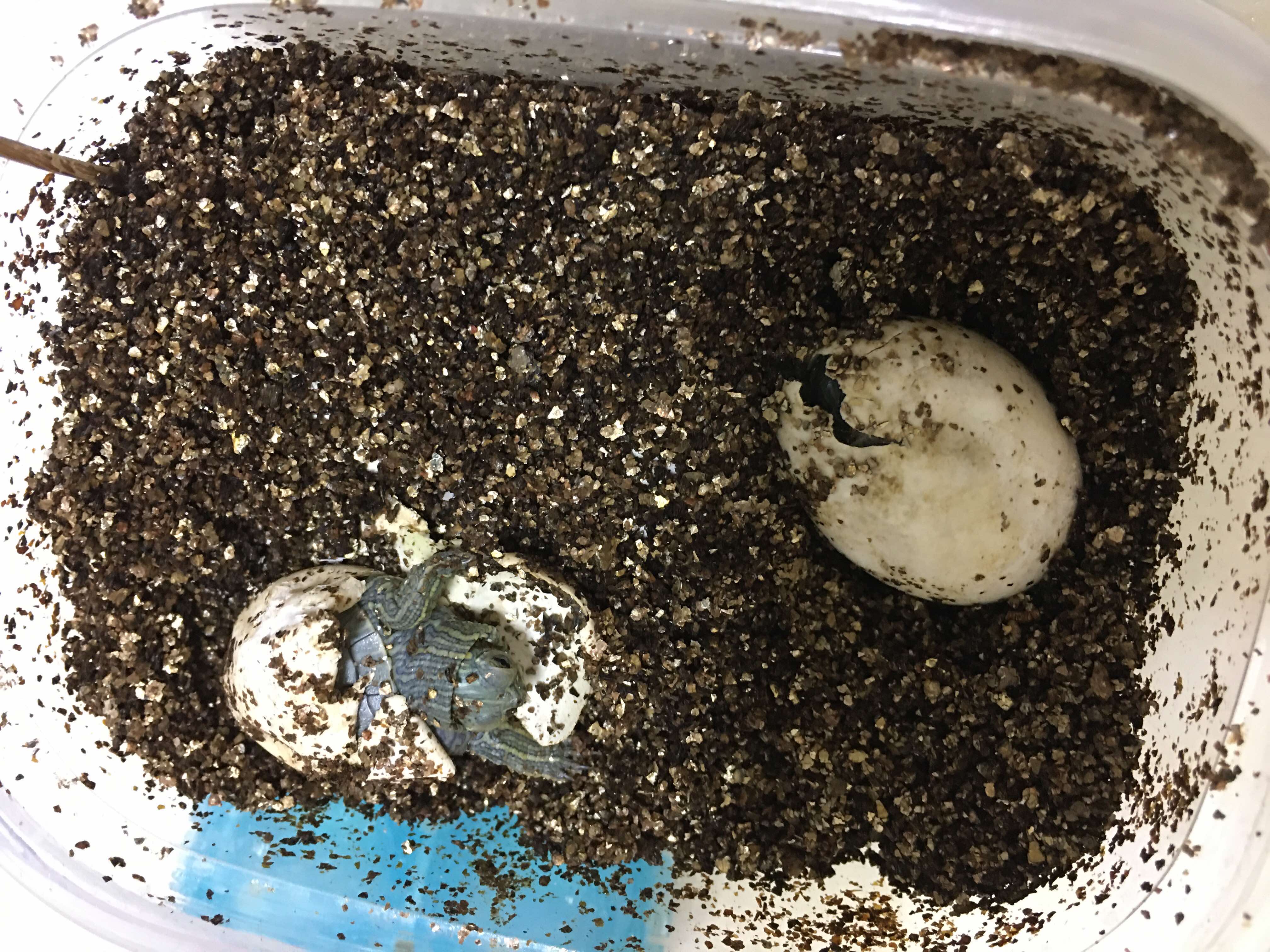 人工养殖龟的健康问题，从三方面着手！