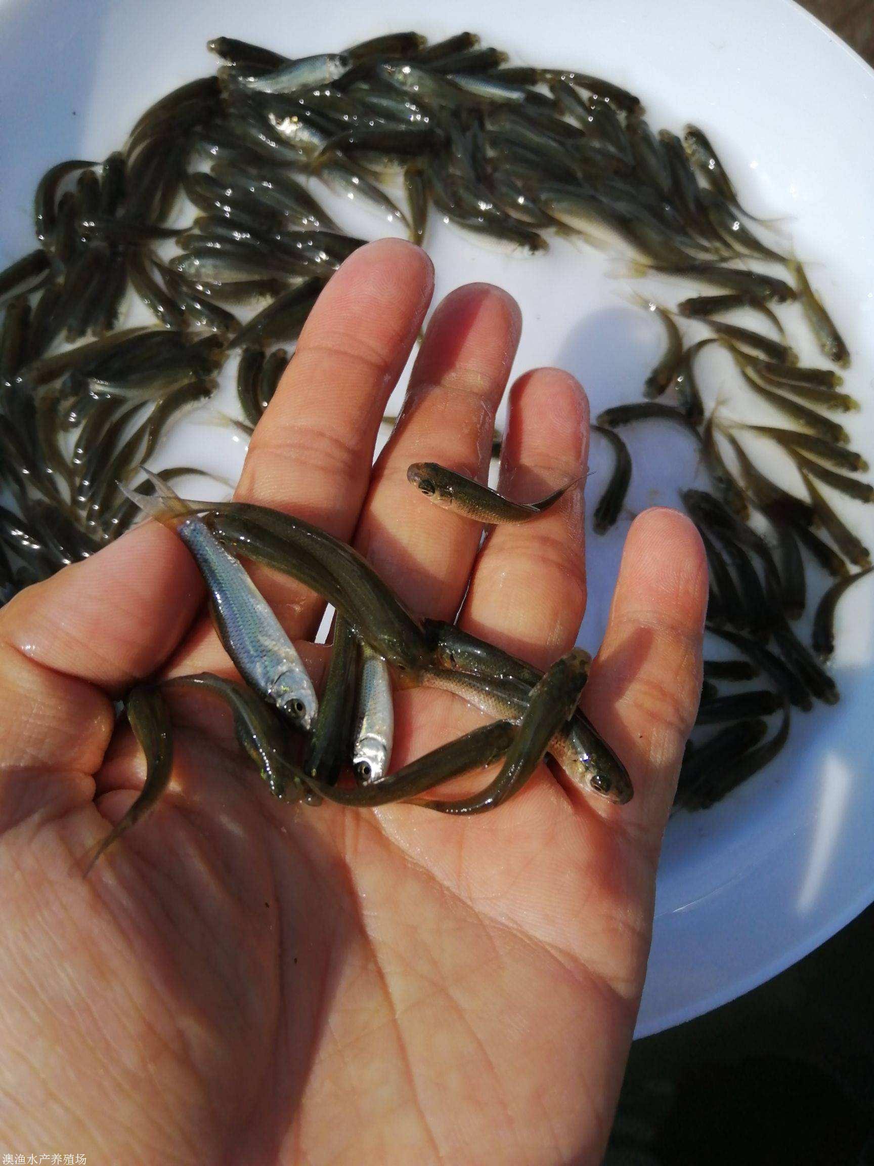 石斑鱼生物学特征有哪些？怎么吃才好？