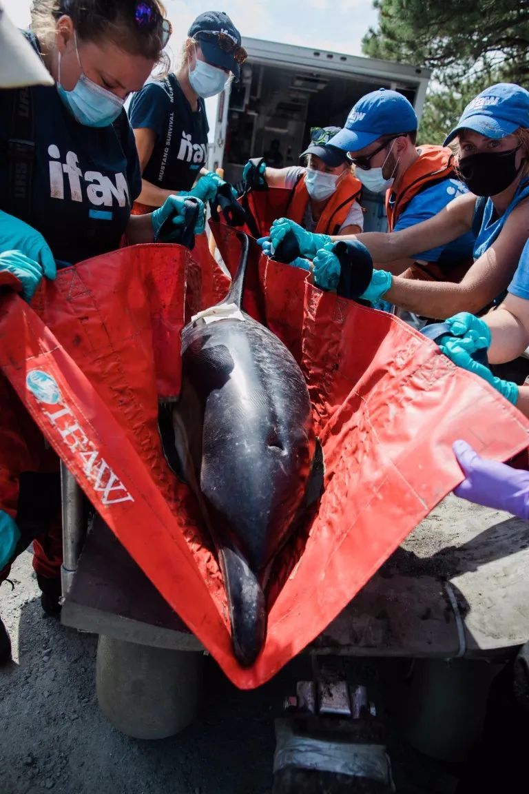海豚在三亚大东海搁浅死因为失血过多