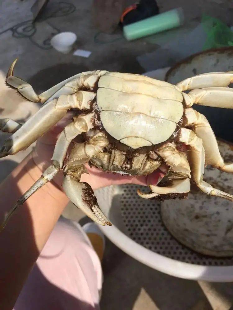 大闸蟹大闸蟹什么季节吃最好？错过一次也就错过了一年