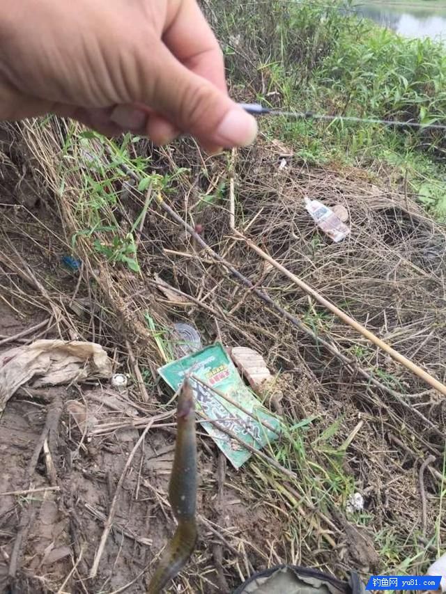 背上有倒刺还是尖嘴, 钓鱼时我都不敢取钩了!