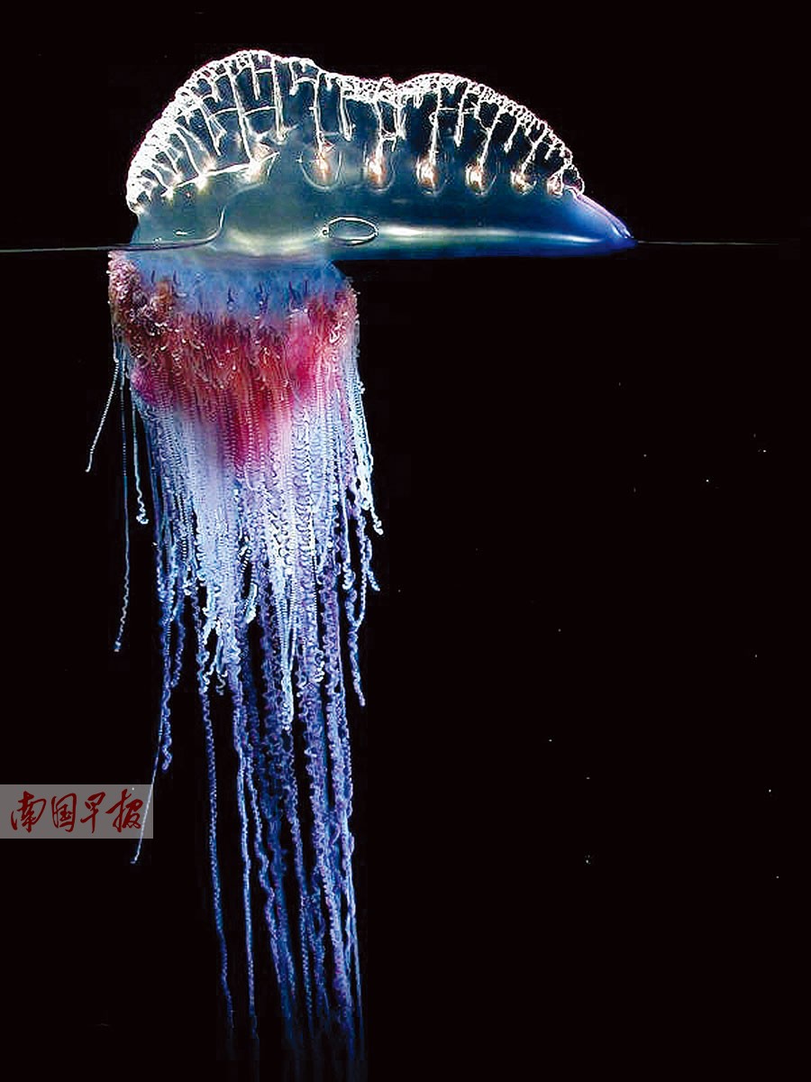 青岛现“警惕剧毒僧帽水母”被称为水中毒蛇