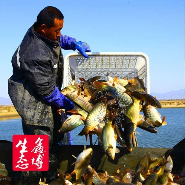 菏泽黄河鲤鱼“跃”出“致富路”