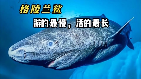 【科普】格陵兰鲨为何能活400岁？