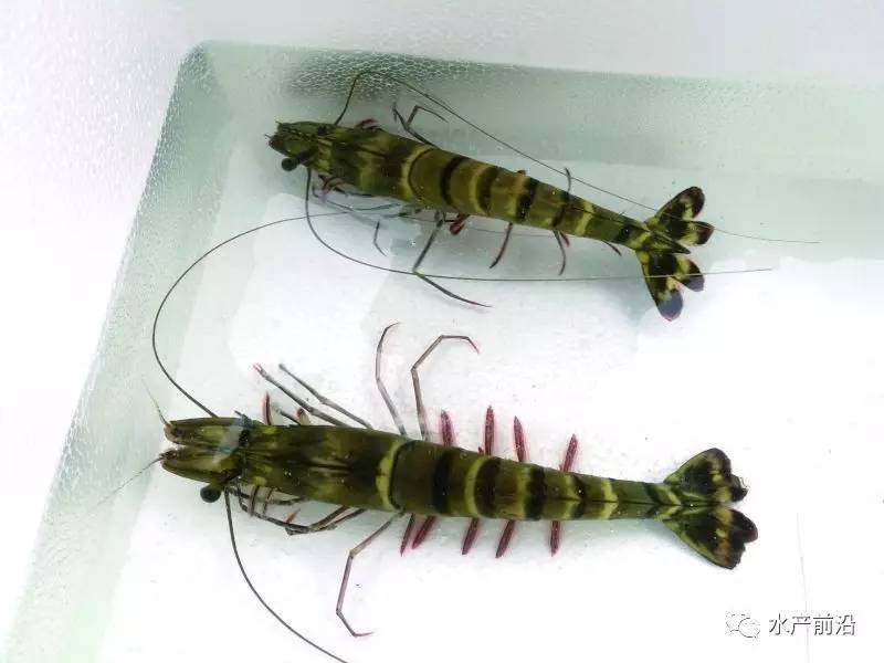 池塘里的斑节对虾野生亲虾的质量和卵存活率