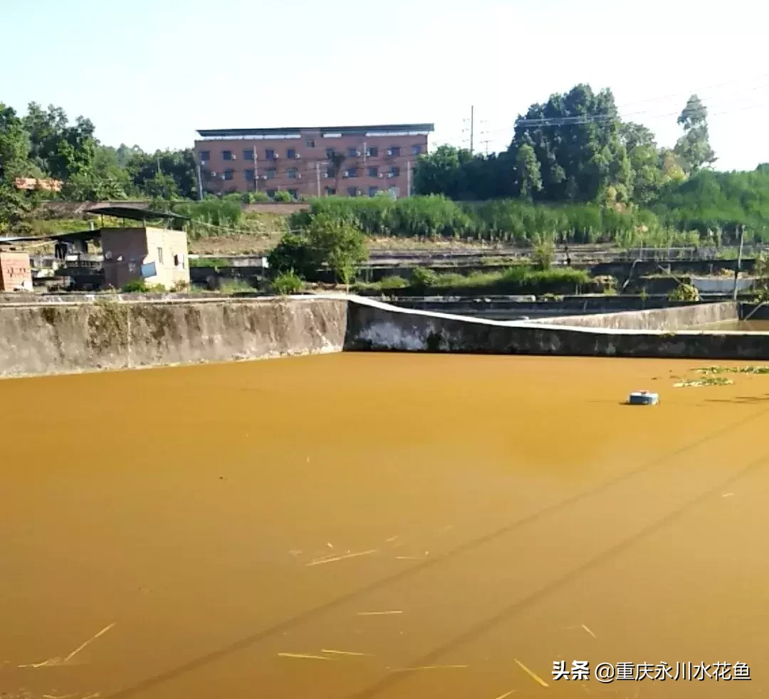罗非鱼的养殖方法和注意事项有哪些？养殖环境和疾病防治