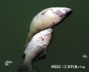 民间上有“死鱼正口提竿就走，钓鱼是虾早点归家”