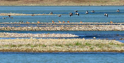 池沼公鱼 水獭规划环评按：2018年3月22日