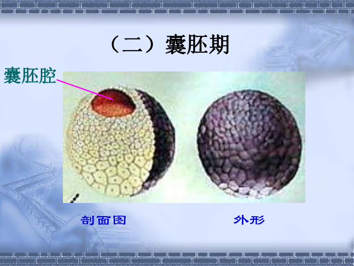 非洲爪蟾个体早期发育个体发育个体