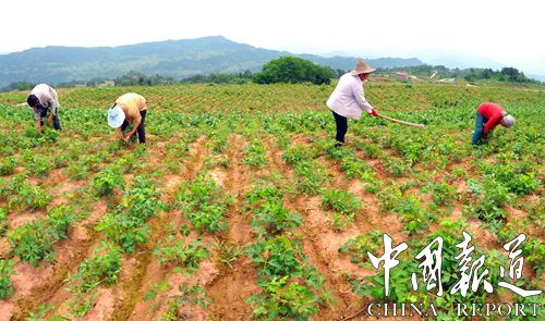 十大暴利种植行业黄金蜜李，你知道几个？