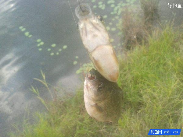 鱼不咬钩？野钓鲫鱼异常现象的应对技巧