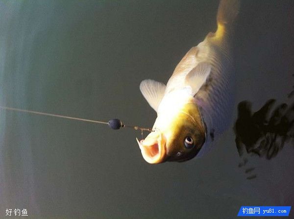 浅说野钓搓饵时钩距还是小点好