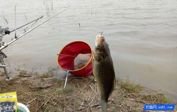 3招破解野钓鲫鱼不咬钩的方法