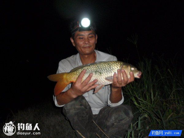 野河夜钓鲤鱼的打窝用饵技巧