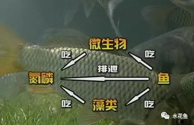 红鹦鹉鱼皮肤变黑了怎么办？变色了！