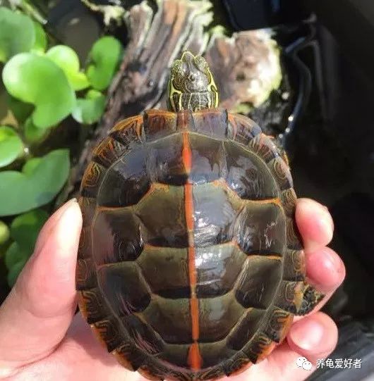 西部锦龟 动物圈里的外貌名字等相似的动物