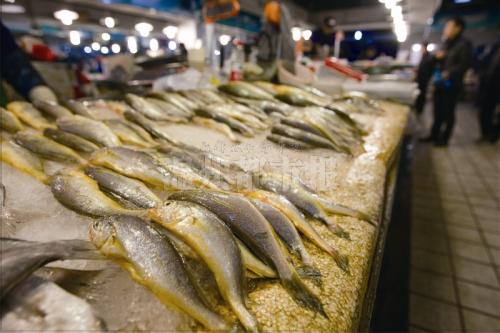 东海野生大黄鱼为何几乎绝迹？东海黄鱼价格怎么样？