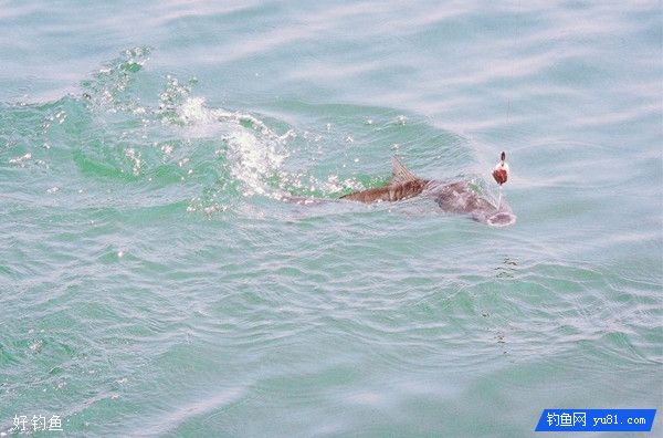高手经验之野钓鲢鳙如何确定水层