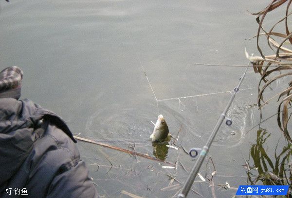 冬季河流野钓鲫鱼的技巧