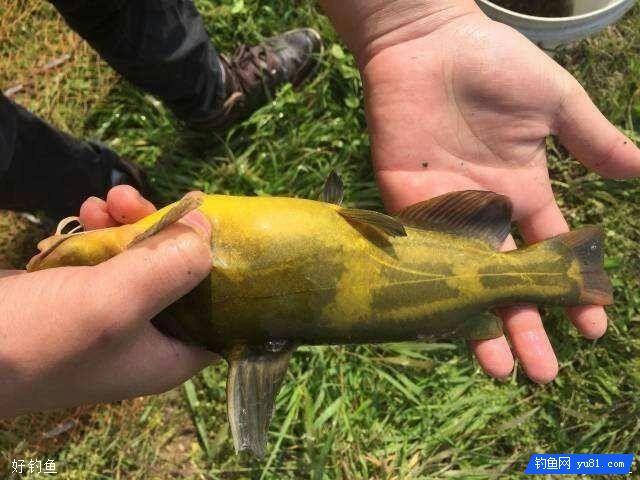 野钓黄颡鱼的打窝、选点等技巧