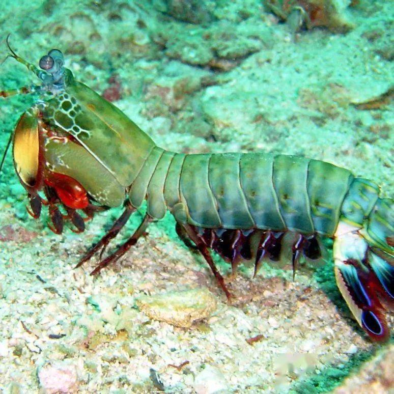 海中最凶猛的杀手“太鼓达人”——雀尾螳螂虾