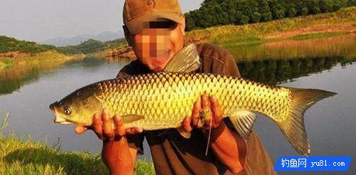自制7款钓草鱼水果饵料配方