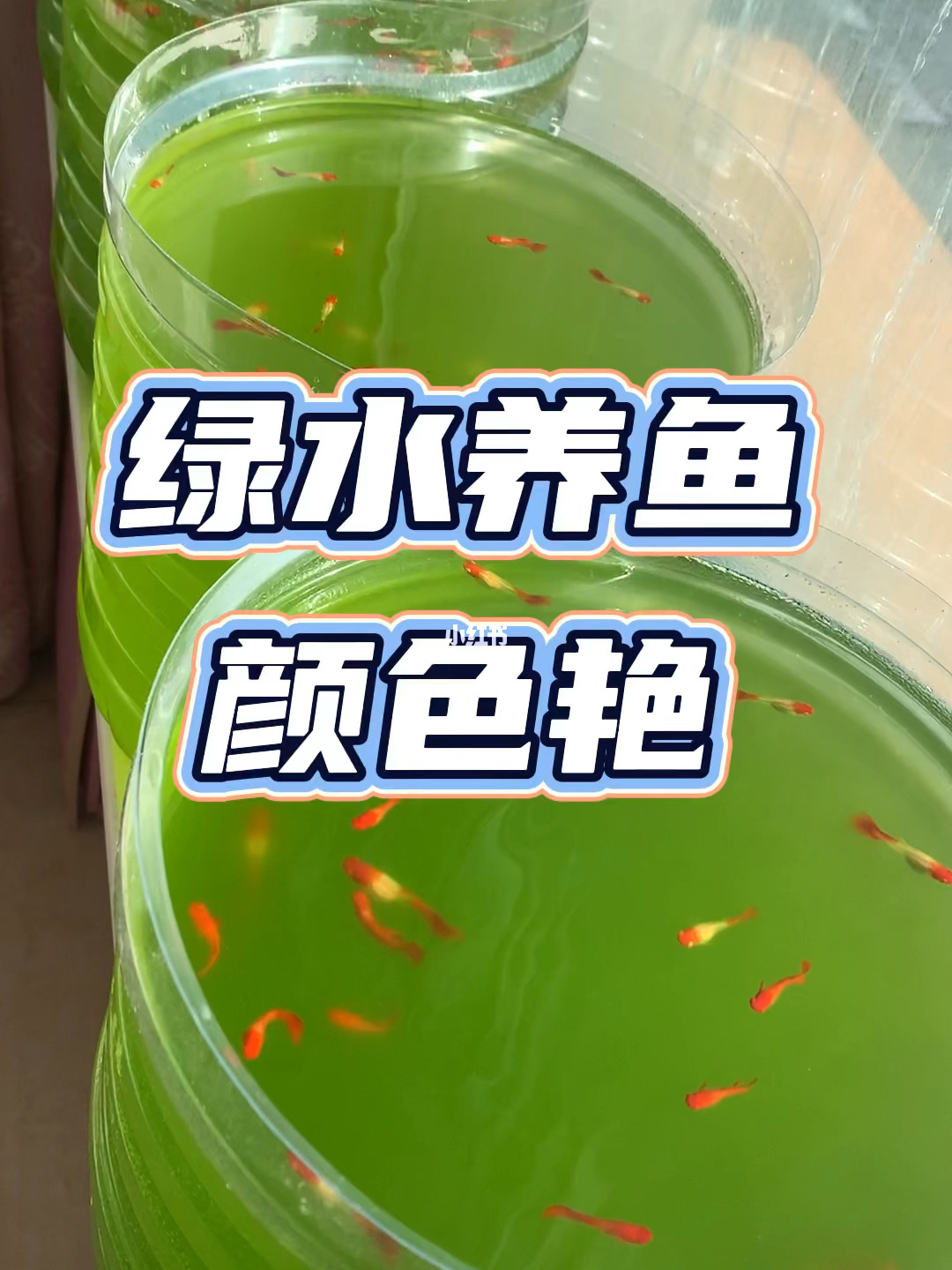 鱼缸长藻的产生条件和爆发原因阳光为主要原因