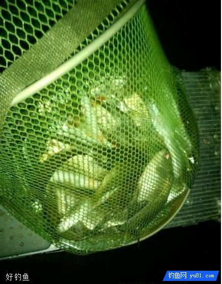 屠夫老李自制钓鲫鱼窝料配方